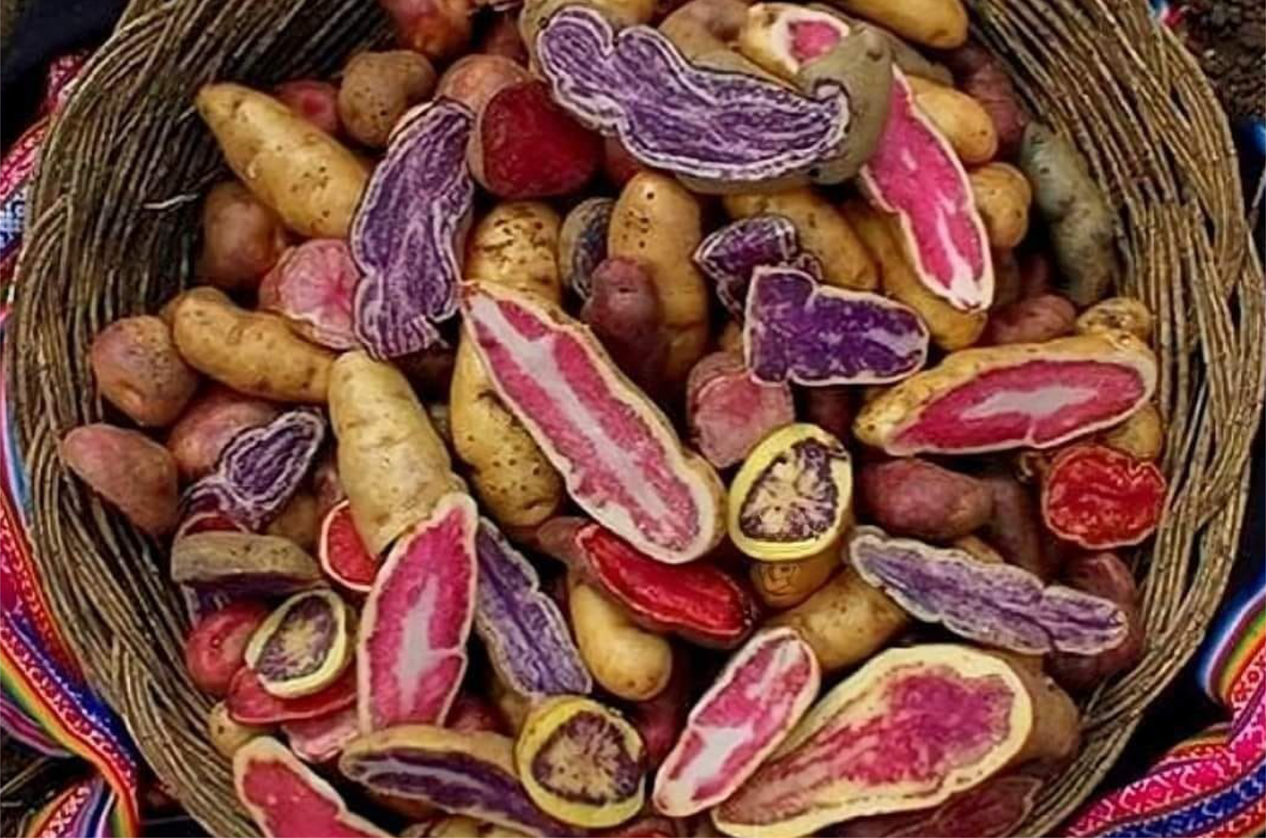 Comida Consu 2